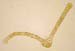 G. pulla AC 2452 leaf c.s