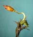 G. pulla AC 2452 plant 4