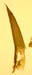 G. pulla, AC 5127