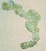 G. tenerrima Hedderson 1235