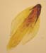 Griffin 369 Aloinella venezuelana