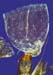 Grimmia anodon CD 2429 (2)