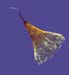 Grimmia anodon CD 2429, Calyptra