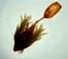 Grimmia herzogii Rose 18882 