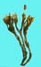 Grimmia herzogii