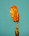 Grimmia involucrata AC 2903 capsule