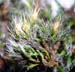 Grimmia involucrata CD 6104 