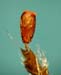 Grimmia involucrata Pringle 10598 back dry