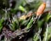 Grimmia longirostris CD 5549 (2)
