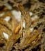 Grimmia mexicana CD 1162 