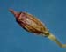 Grimmia pulla AC 2452 capsule