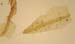 Grimmia tenerrima Hedderson 1235 - lleaf