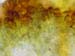 Grimmia trichophylla CD 2202 gemmae