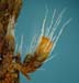 Jaffueliobryum wrightii Pringle 8