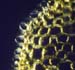 Leptodontium capituligerum polarizada AC5026