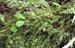 Pyrrhobryum spiniforme CD6952(1)