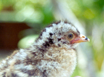 Listado de las aves de la región de Chamela