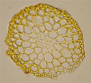 Pulla stem c.s.