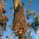 Galería del Departamento de  Zoología