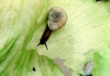 Eremarionta rowelli mexicana