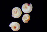 Chanomphalus pilsbryi