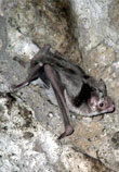 Desmodus rotundus