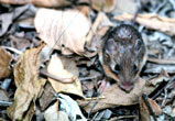 Liomys pictus