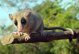 Marmosa canescens