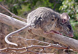 Osgoodomys banderanus
