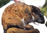 Galería del Departamento de  Zoología