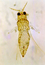 Leucothrips furcatus Hood