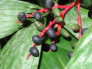 %_tempFileName1%20Frutos%20%20depredados%