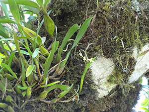 %_tempFileName10%20Plantas%20epifitas%
