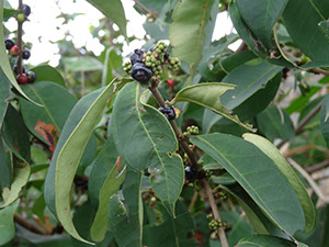%_tempFileName102%20Herbivoria%20en%20Eugenia%
