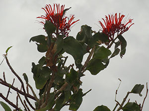 %_tempFileName103%20planta%20parasita%20de%20Bursera%