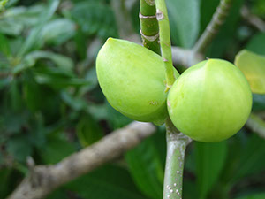%_tempFileName108%20Frutos%20de%20Tabernaemontana%