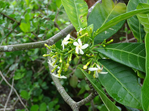 %_tempFileName109%20Flores%20de%20Tabernaemontana%