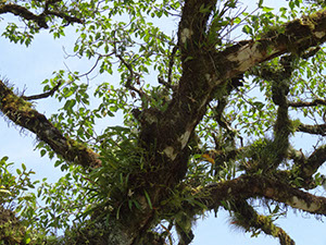 %_tempFileName11%20Plantas%20epifitas%