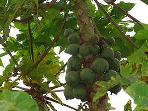 %_tempFileName112%20Frutos%20de%20Carica%