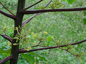%_tempFileName114%20Flores%20macho%20de%20Carica%20%