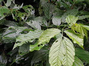%_tempFileName117%20Herbivoria%20en%20Cassia%