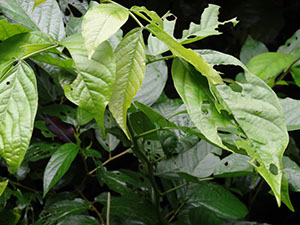 %_tempFileName118%20Herbivoria%20en%20Cassia%