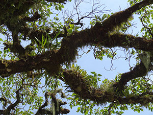 %_tempFileName12%20Plantas%20epifitas%