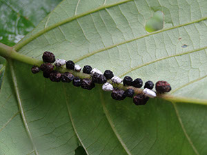 %_tempFileName121%20Homopteros%20en%20Erythrina%