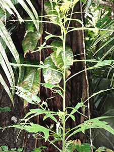 %_tempFileName122%20Herbivoria%20en%20Neurolaena%