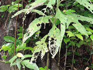 %_tempFileName123%20Herbivoria%20en%20Neurolaena%