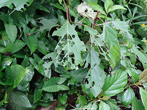 %_tempFileName127%20Herbivoria%20en%20Myriocarpa%