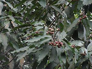 %_tempFileName131%20Frutos%20de%20Licaria%