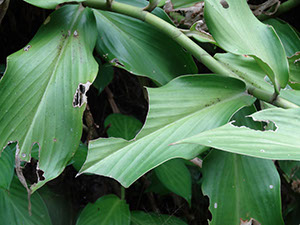 %_tempFileName133%20Herbivoria%20en%20Costus%
