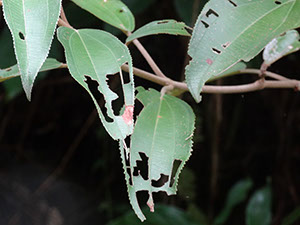%_tempFileName134%20Hebrivoria%20en%20Conastegia%